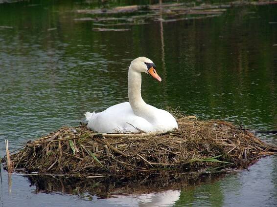 Soubor:Cygnus-olor-nest.jpg – Wikipedie