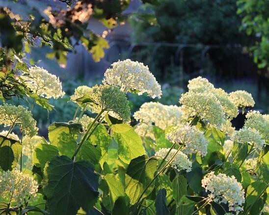 Hortenzie stromečkovitá (Hydrangea arborescens)