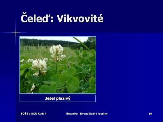 PPT - BOTANIKA ROSTLINY DVOUDĚLOŽNÉ PowerPoint Presentation, free download - ID:4914097