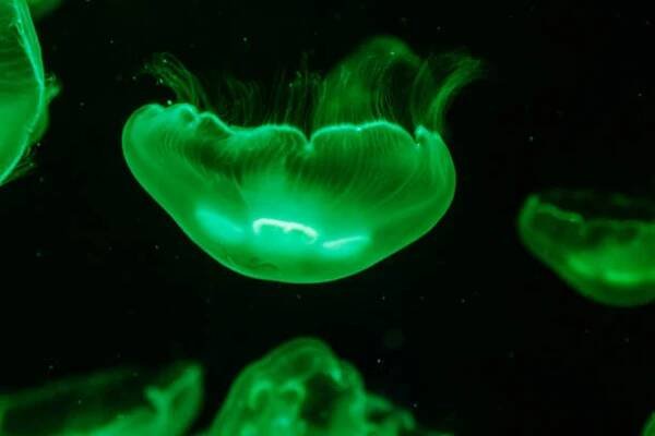 makro aurelia aurita semaeostomeae - medúzovci - stock snímky, obrázky a fotky