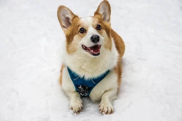 Corgi Pes Tchaj -Wan - Fotografie zdarma na Pixabay