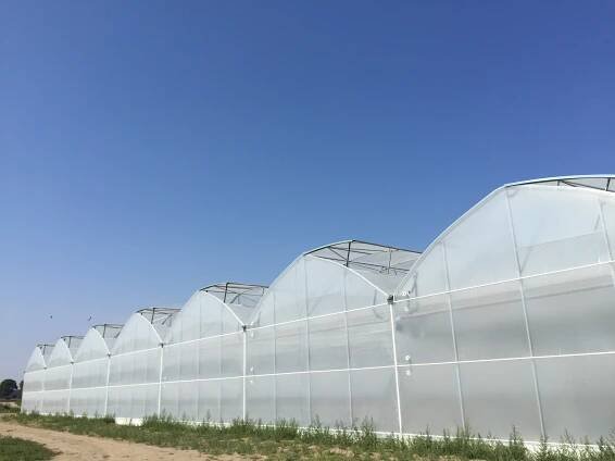 Milestones - Poly-hort