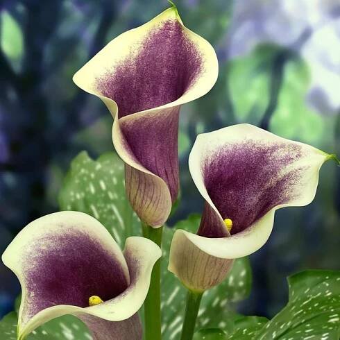 Calla 1