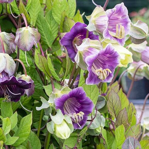Cup and Saucer Vine plants - Cobaea scandens