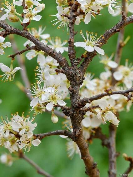 Trnka obecná - Prunus spinosa