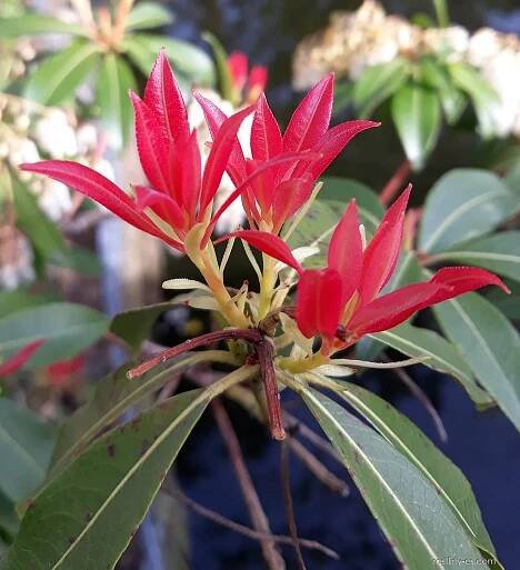 Pieris japonská (Pieris japonica)