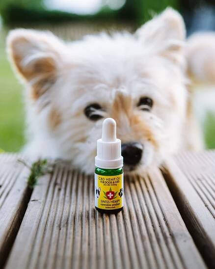 CBD olej – vyhodené peniaze alebo budúcnosť medicíny?