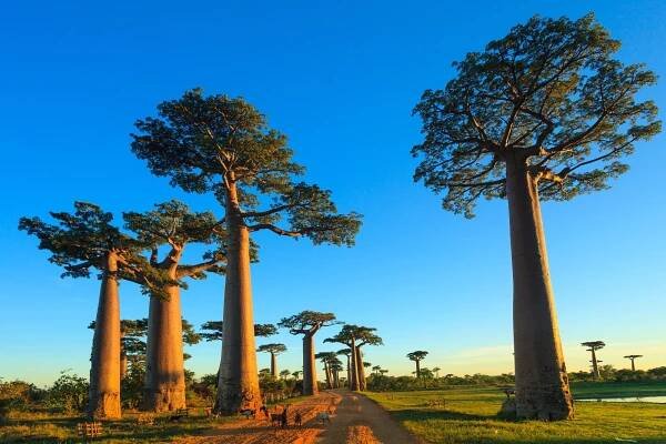 Madagascar - Avenue of the Baobabs, the Most Beautiful Road in Madagascar - Journey the Planet