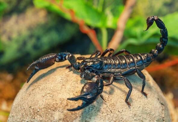 Scorpion Control In Gardens: Learn What To Do About Garden Scorpions