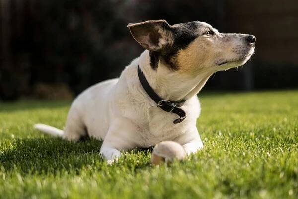 Atopická dermatitida psů - Veterinární průvodce