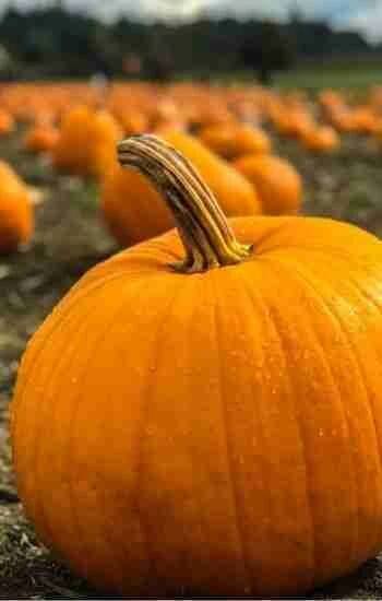 Dýně Halloween