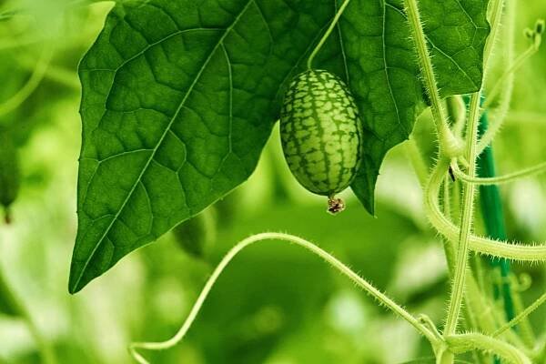 ČLÁNEK | Méně známé tykvovité zeleniny - Botanická zahrada Praha