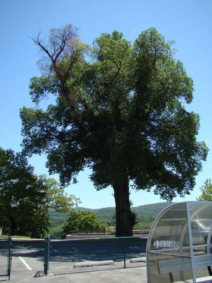 Dutch elm disease - Wikipedia