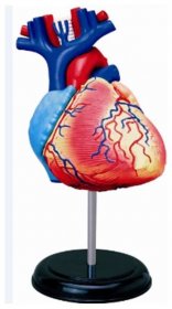 Anatomie člověka - srdce
