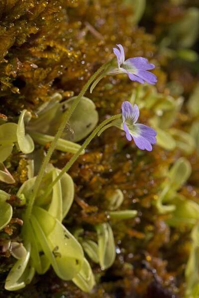 Pinguicula hirtiflora