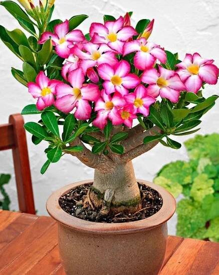 SEMENA POUŠTNÍ RŮŽE BONSAI ADENIUM OBESUM MINI BAOBAB PRO VÝSADBU STROMKŮ Druh Róża Pustyni