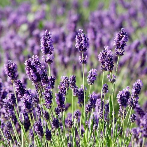 Levanduľa Vera - Lavandula angustifolia - semená levandule - 0,02 g