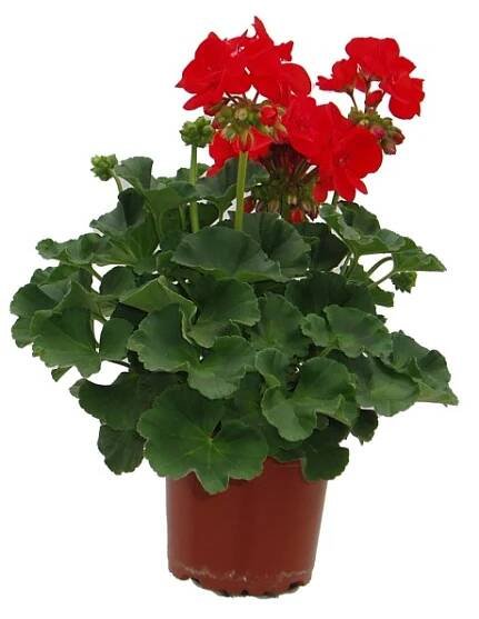 Muškát vzpřímený - Pelargonie páskatá (Pelargonium zonale) pr. 10,5 cm