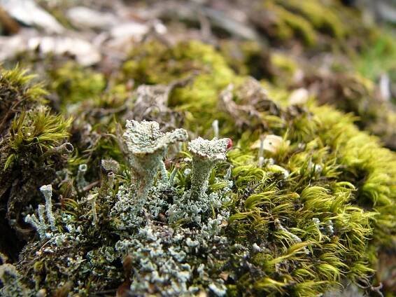Cladonia coccifera (dutohlávka červcová) | BioLib.cz