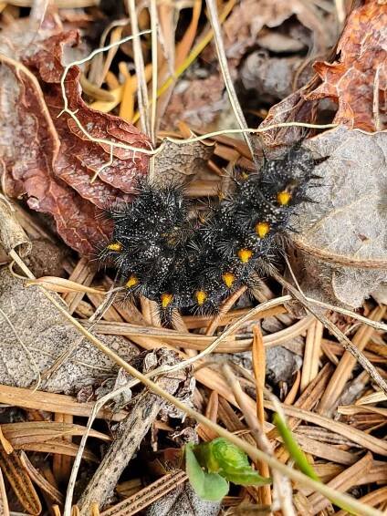Taylor's checkerspot catterpillar