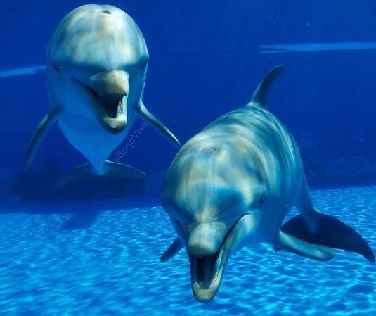 Trabajar siendo Cuidador de delfines