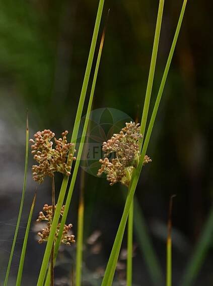 Juncus effusus - Juncaceae,Plantae,Pteridobiotina,Angiosperms,Poales,Juncaceae,Juncus,Juncus effusus,Juncus communis, Juncus communis prol. effusus, Juncus communis subsp. effusus, Juncus communis var. effusus, Juncus conglomeratus var. effusus, Juncus effusus unr. laxiflorus, Juncus effusus var. compactus, Juncus effusus var. conglomeratus, Juncus effusus var. effusus, Juncus effusus var. subglomeratus, Juncus laevis, Juncus laevis var. effusus, Tristemon conglomeratus,Flatter-Binse;soft-rush;soft rush;candle rush;pin rush;common rush;Jonc épars;jonc à lier;jonc à mèche;jonc diffus;jonc étalé;junco de esteras;junco fino;Giunco comune;giunco dei contadini;giunco diffuso;pit-rus;pitrus;junco-solto;обманчивый развесистый ситник;расходящийся ситник;развесистый ситник;ситник развесистый;ситник развесистый обманчивый;ситник расходящийся;cil;kulmak;kulmaku i përhapur;zhuka e butë;zhukë;jonc d'estores;lepršavi sit;veke-tåg;veketåg;lyse-siv;sit rozpierzchły;i;イ;toshinso;tôshinsô;トウシンソウ;igusa;イグサ;navadno ločje;békaszittyó;sítina rozkladitá;spetează;sitina rozložitá;sitina rozprestretá;ситник розлогий;разперена дзука;harilik luga;plašais donis;lyssev;röyhyvihvilä;гола сита;рахлоцветни сит;kėstasis vikšris;βούρλο;dēng xīn cǎo;灯心草