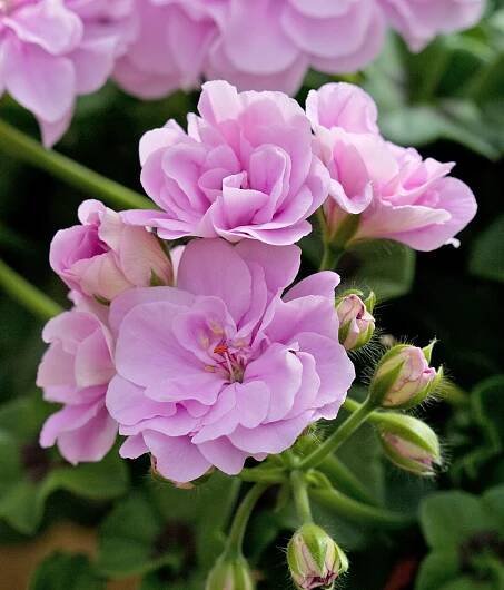 royal lavender ivy geranium