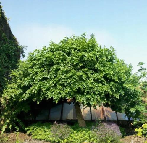 Tilia platyphyllos – lípa širokolistá, velká sazenice