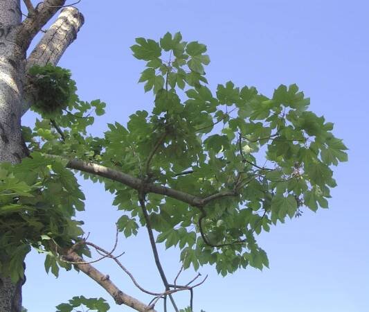 Firmiana simplex velký stínový strom