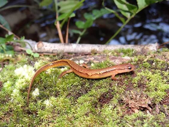 Southern Two-lined Salamander - Eurycea cirrigera | Brad Glorioso’s Personal Website Amphibians and Reptiles of Louisiana