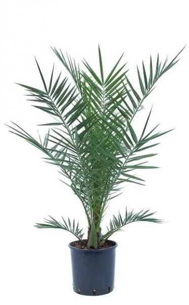 GROW by OBI Datlovník kanárský (Phoenix canariensis), cca 80/100 cm, kv. 7 l