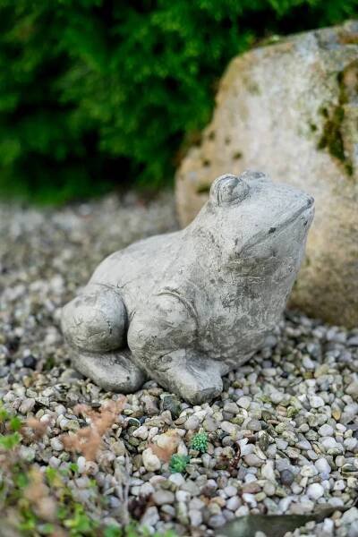Frog – sitting