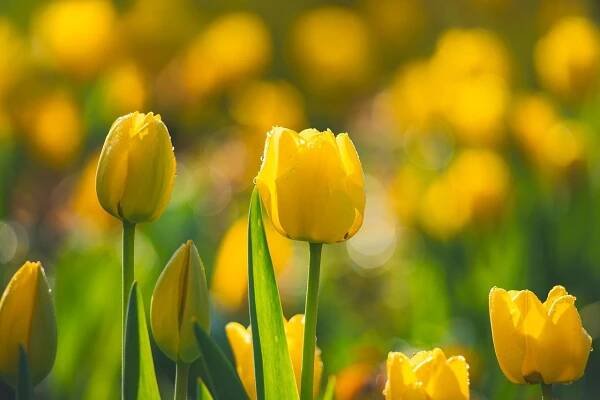 Tulipány, Krásné Květiny, Květiny