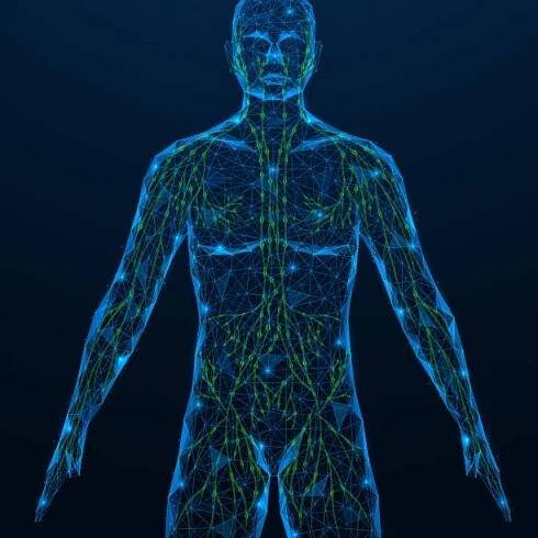 lidské lymfatické cévy. - axillary lymph node stock ilustrace