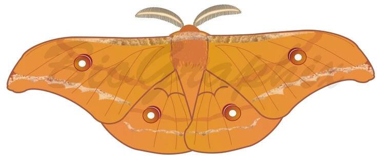 19_Animals_Antheraea_pernyi_Adult