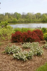 Low Scape Mound® - Aronia melanocarpa Images | Proven Winners