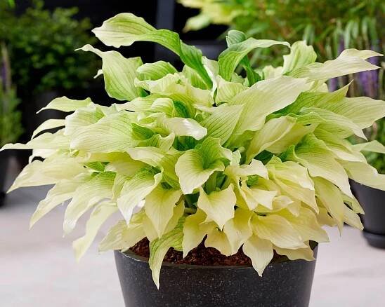 Hosta 'White Feather'