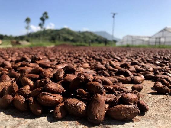 Drying cocoa beans Matahari gt