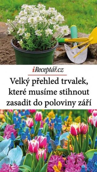 Velký přehled trvalek, které musíme stihnout zasadit do poloviny září