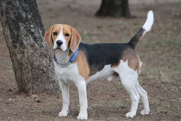 Tri color Beagle
