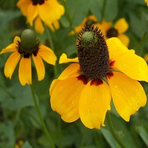 Rudbekia amplexicaulis