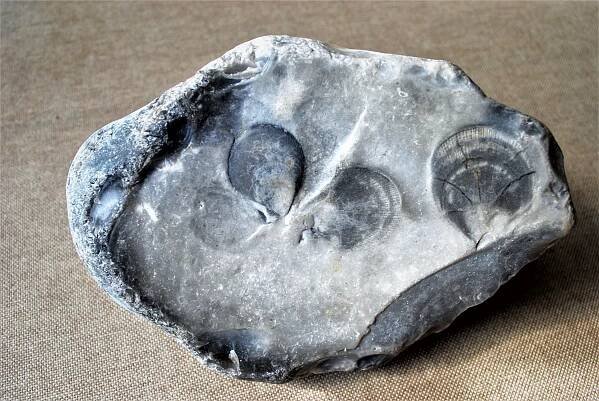 Fossil
