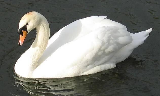 Súbor:Cygnus olor.jpg – Wikipédia