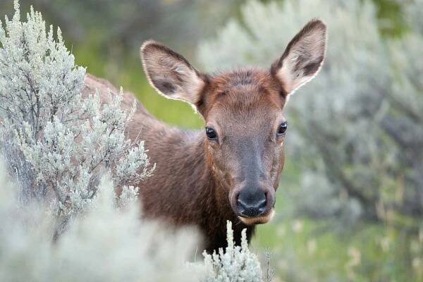 Wapiti