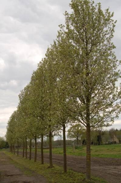 Pyrus calleryana 'Chanticleer' product