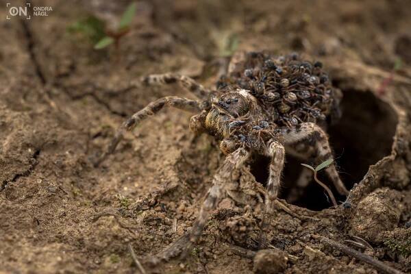 Slíďák tatarský (Lycosa singoriensis)