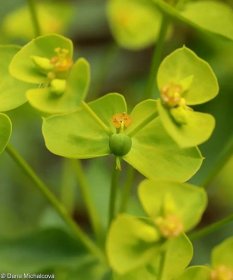 fotografie Euphorbia seguieriana (pryšec sivý)