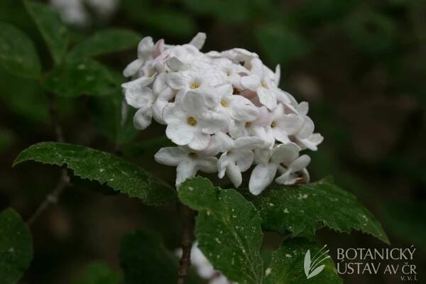 Viburnum carlesii - kalina Carlesiova | Fotogalerie | iBotky.cz