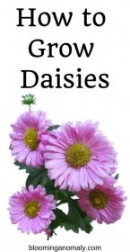 how to grow daisies