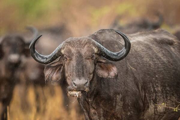 Buvol africký (Syncerus caffer)